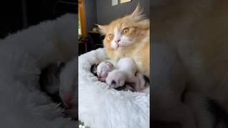 Mainan kucing untuk anak kucing umur 1 minggu  #cat #catlover #kucinglucu #funny #kitten