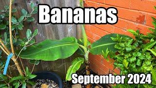 In-ground Edible Bananas Update - After A Very Disappointing Summer - September 2024