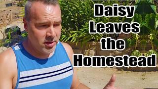 Daisy Leaves the Homestead