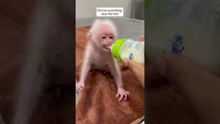 Baby monkey found alone - #monkey