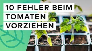 Tomaten vorziehen - Diese 10 Fehler sollten Sie unbedingt vermeiden