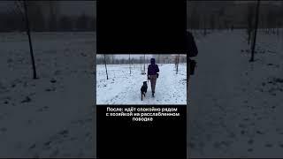 Собака тянет поводок на прогулке, бежит вперёд. Результаты обучения в Школе Антуана Наджаряна