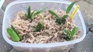 Potting Cattleya Seedlings