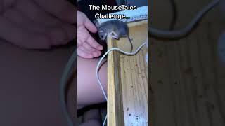 10/10 do not recommend the mousetales challenge, just get a live trap instead 