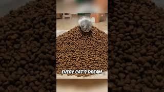 Living Every Cat's Dream