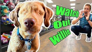 Buying Blind Puppy EVERYTHING He Touches! (Labrador Retriever Willie)