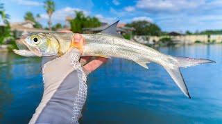 This Ladyfish Got Crushed! Fishing with Live Bait