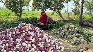 shalgam ki kasht️shalgam recipe turnip recipe vegetable garden delicious shalgam recipe village