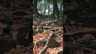 How Trees Secretly 'Talk' Underground!