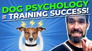 How Understanding Dog Psychology Makes Dog Training More Successful