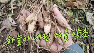 험산을 뛰어 다녀도 숨차지 않게하는 하늘이 내린 겨울 약초.