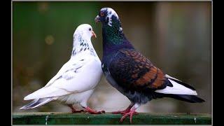 How to pair up pigeons