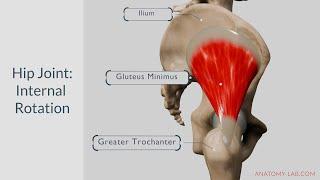 Understanding Hip Internal Rotation: Anatomy, Muscles, and Movement Explained