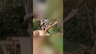 双胞胎大熊猫渝可渝爱，配合默契，简直神同步！#大熊猫渝可渝爱