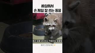 세상에서 손 제일 잘 쓰는 동물 라쿤 #shorts