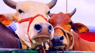 cow unloading, cow videos, cow video, animal, big cow, goru hamba cow, Ep-104