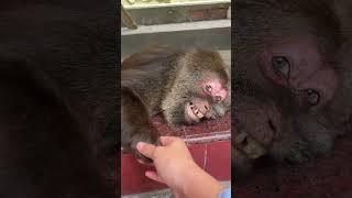 Hello cute XingXing. #cuteanimal #cute #cutemonkey #babymonkey #shorts #animals #monkey
