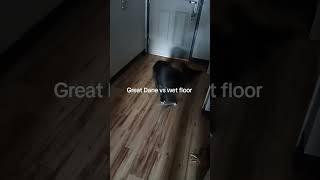my 5 month old great Dane mix takes on a wet floor