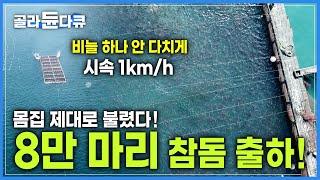 이래서 최상급! '국내 1호' 참돔 양식 명인의 양식장에서 8만 마리 참돔을 상처 하나 없이 전국에 출하하는 과정│잘키운 국민 횟감! 참돔 가두리 양식장│극한직업│#골라듄다큐