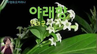 #야래향#등려군#오카리나이영희