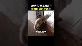 고양이가 마지막으로 찾아간 사람의 정체