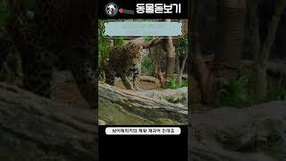 포유류 - 68 재규어 (Jaguar)