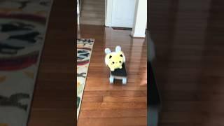 Penne goes skating #meowchi #skateboarding #skateboard