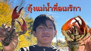 จับกุ้งที่คลองหลังบ้าน กุ้งเครฟิช #crawfish