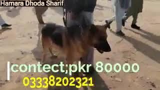 ﻮﮨﺎﭦ Dogs ﻣﻨﮉﯼ۔ Beautiful Dhoda kohat and hamara Dhoda Sharif kohat