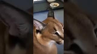 floppa meow  but bruh sound effect