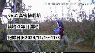 タイムラプス　2024年11月1日～11月3日　りんご高密植栽培　栽培4年目園地　定点観測【弘果総合研究開発株式会社】