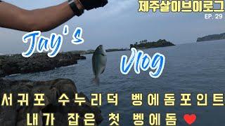[제주살이 브이로그]제주도 벵에돔 낚시포인트,서귀포 수누리덕 벵에돔낚시,내가 잡은 첫 벵에돔,뽁죽이(줄도화돔)유인작전,서귀포 벵에돔 포인트.