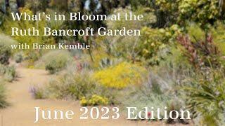What's in Bloom at The Ruth Bancroft Garden  (June 2023)