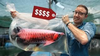 Making Millions Farming Banned Fish: Vietnam’s Endangered Arowana Hustle