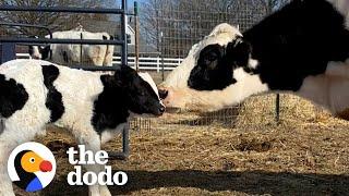 Pregnant Rescue Cow Becomes A Mom For The First Time | The Dodo