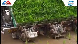 Marksan Ridding Type Rice Transplanter