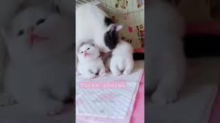 #paras sharma# cute cat#kitten#cat# meow meow# 