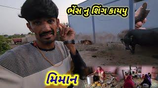 ભેંસ નુ શિંગ કાયપુ || મિમાન આયવા || Village life