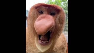 The sound of a proboscis monkey