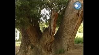 КазахсТАНСКИЕ истории. Ясеневая роща