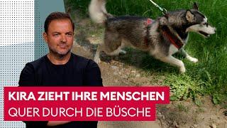 Eine Husky-Hündin mit viel Power | Der Hundeprofi