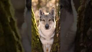 Dio Im Wald ️#fotografieren #dog