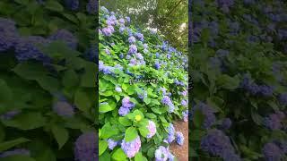 주의 풍성한 사랑 #갈보리찬양 #진해등대침례교회 #shorts