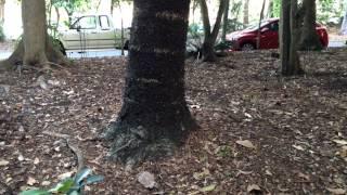 Hoop Pine - Botanical Gardens