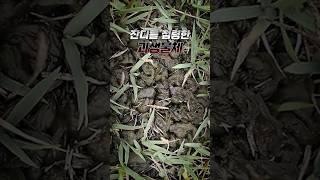 국립현충원에 나타난 똥같은 괴생명체!?