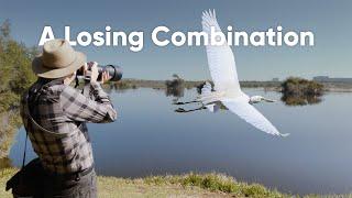 Photographing Birdlife with the Nikon Z 6 and 180-600mm f/5.6-6.3 VR lens