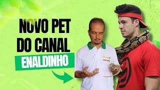 New pet on @enaldinho's channel! From Jiboias Brasil 