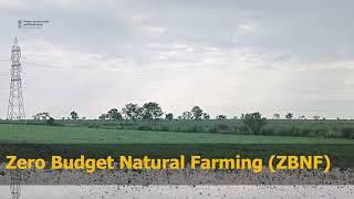Zero Budget Natural Farming (ZBNF)