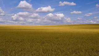 Campi di grano - Dedicata alla mia terra natia, la Puglia