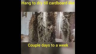 Tanning raccoons with tanning solution-Time-lapse